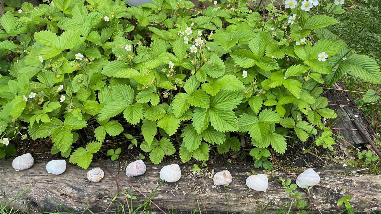 Mika'S Garden Villa Bled Eksteriør billede